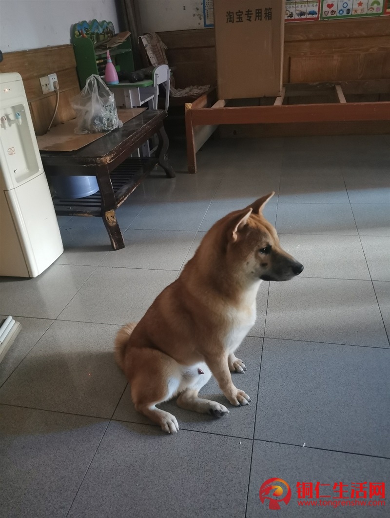 低價(jià)出售成年純種柴犬，希望找個(gè)好人家 ！